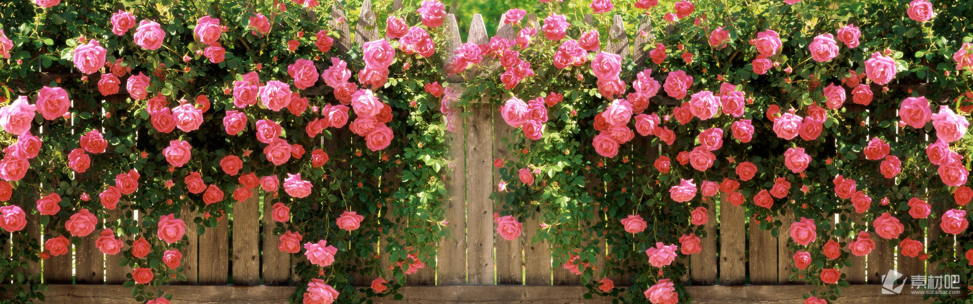 25款淘宝唯美花朵广告背景图片素材