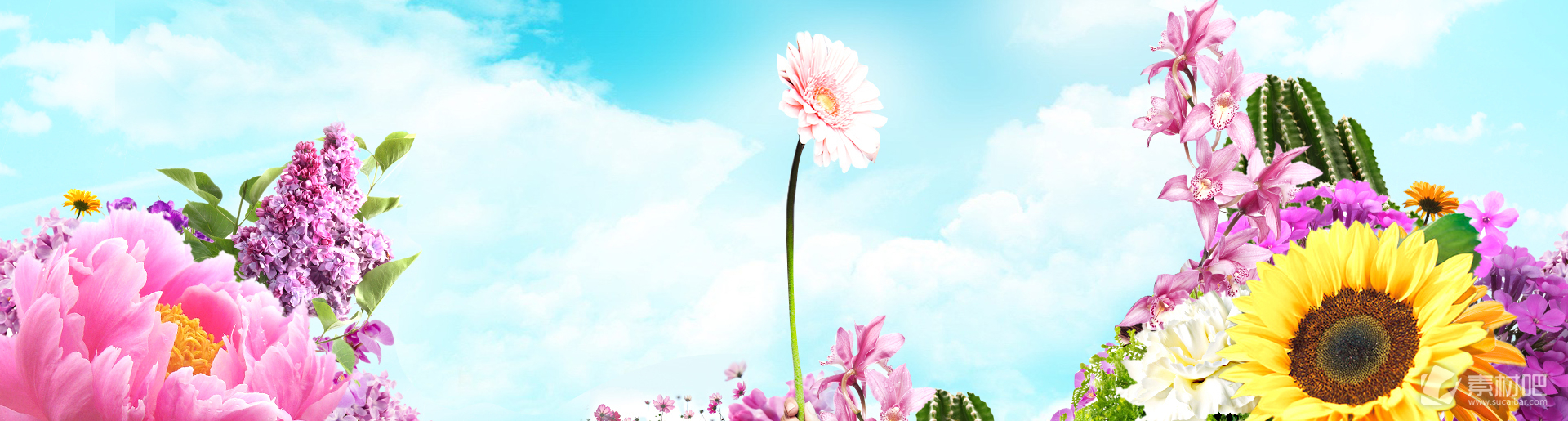 25款淘宝唯美花朵广告背景图片素材