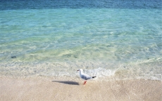 精选海边沙滩上的海鸥高清图片桌面壁纸下载