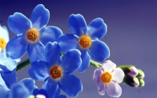 唯美清新植物蓝色鲜花精美高清桌面壁纸图片大全