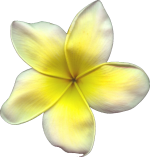 花朵PNG透明素材