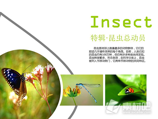 自然清新昆虫动物ppt模板