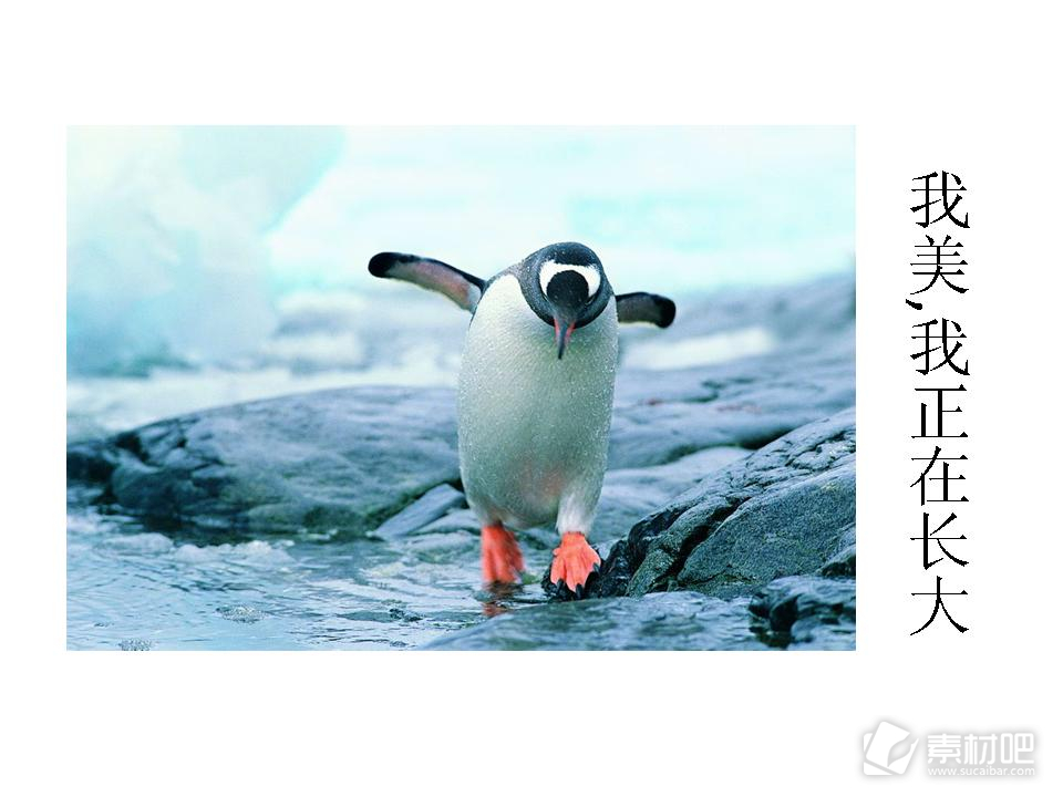 企鹅的心声保护动物PPT模板