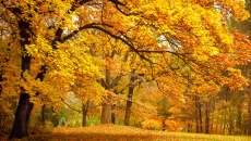 精选金黄色的秋天公园树木风景桌面壁纸
