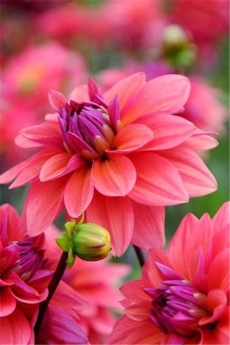 清新艳丽的鲜花唯美高清手机壁纸图片下载