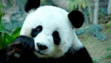 国宝熊猫日常生活高清桌面壁纸