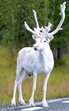 瑞典森林纯白驯鹿普通图片