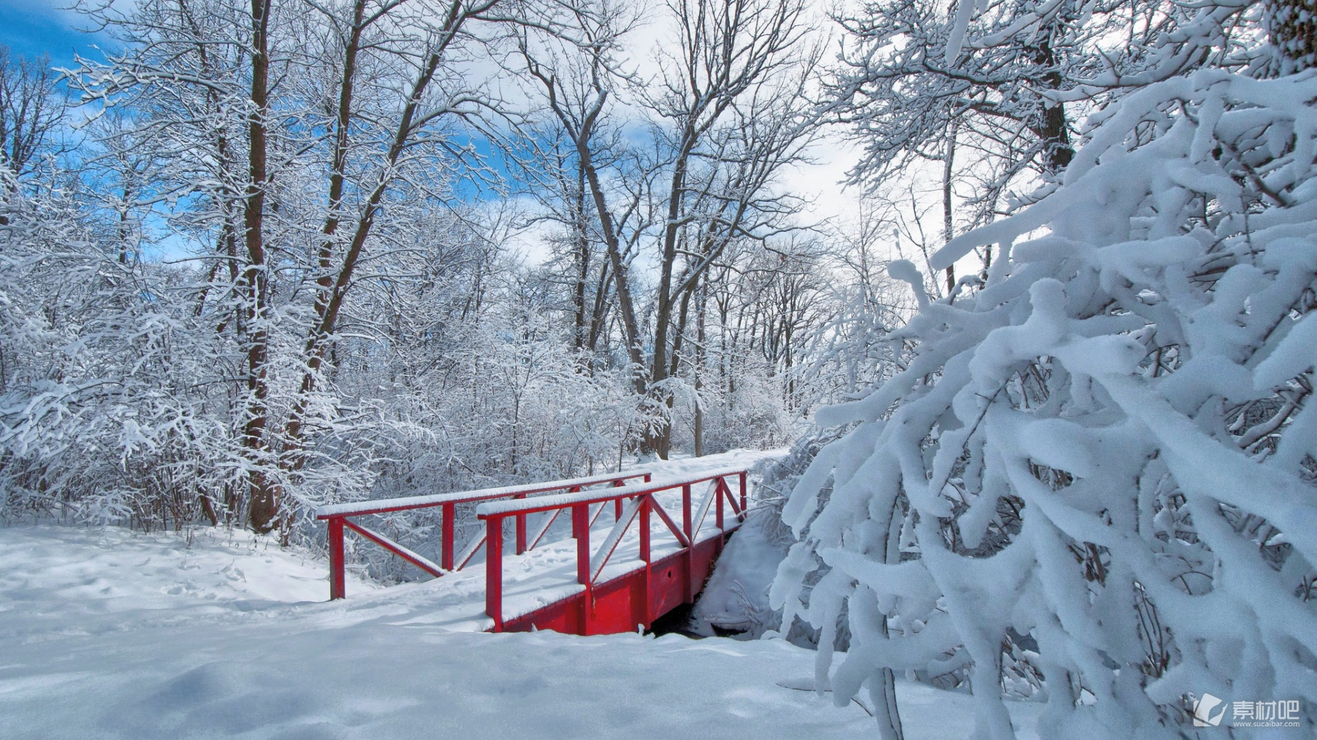 冬天落满积雪的松树高清摄影大图-千库网
