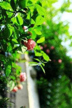 唯美清新绿色植物花卉高清摄影手机壁纸图片下载
