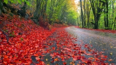 秋天红色叶子森林公路风景桌面壁纸图片下载
