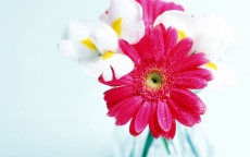 简约可爱的小清新花卉图片桌面壁纸