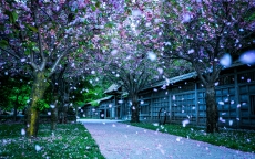 樱花唯美梦幻摄影精选花卉壁纸图片下载