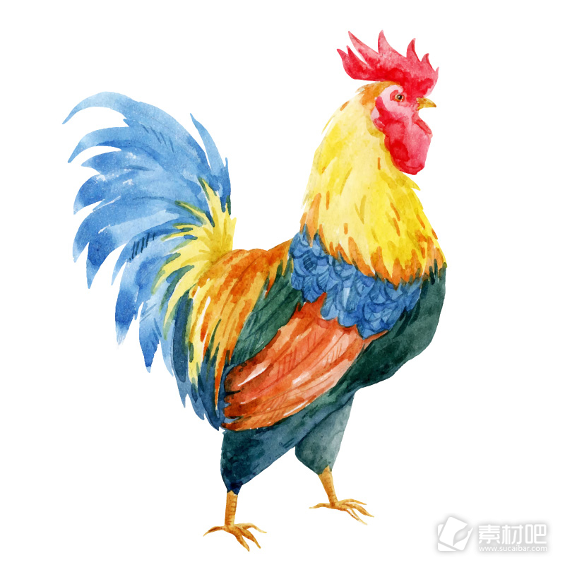水彩绘公鸡设计矢量素材