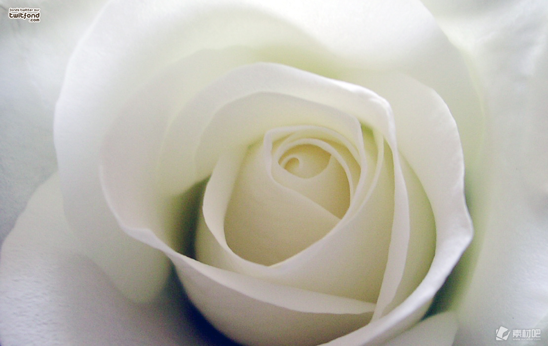 白色玫瑰花ppt背景图片