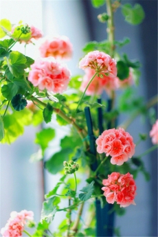 娇艳盛开的唯美花卉清新植物手机壁纸下载