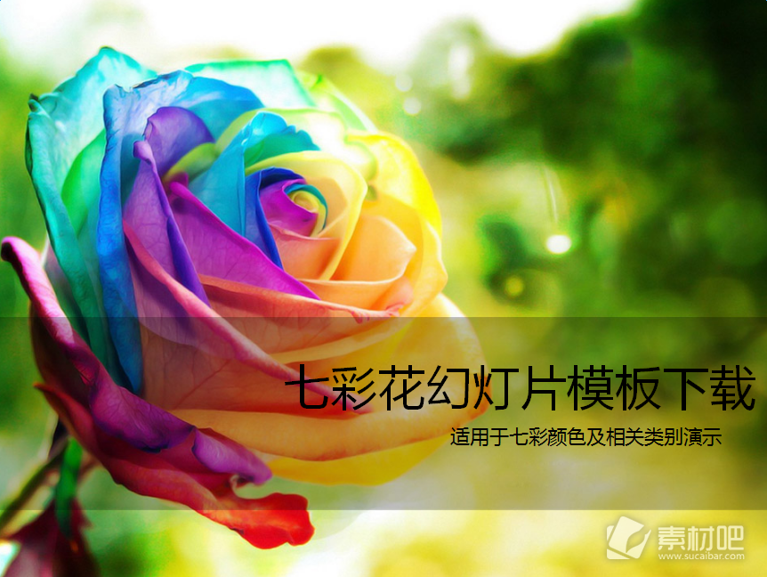 美丽的七彩玫瑰花PPT模板