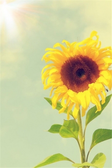 大自然励志花朵向日葵特写高清手机壁纸下载