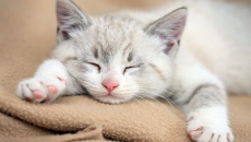 睡觉的呆萌可爱猫咪图片桌面壁纸