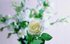 清香纯洁的白玫瑰高清桌面壁纸图片
