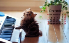 2016年12月日历呆萌小猫咪温馨高清电脑宽屏壁纸下载
