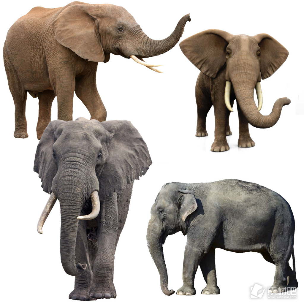 大象动物分层PSD文件图片素材