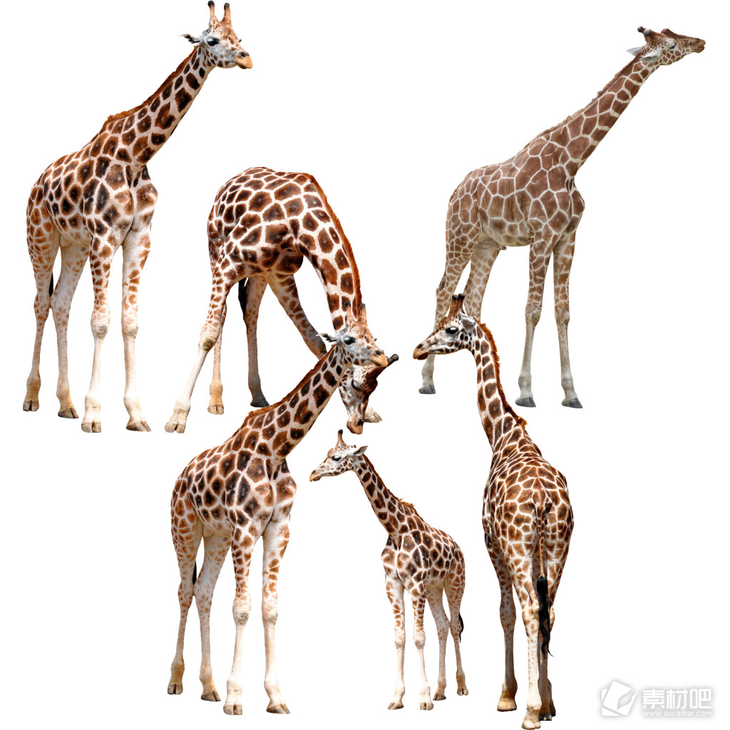 长颈鹿动物图片素材PSD分层文件