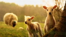 草原动物绵羊可爱壁纸图片大全