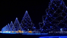 灯光闪烁的圣诞树唯美风景图片桌面壁纸