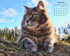 2016年12月可爱小猫桌面日历壁纸