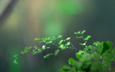绿色护眼植物清纯雨露电脑壁纸