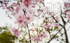2017年3月唯美樱花高清植物日历壁纸