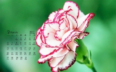 2017年3月唯美花卉桌面日历壁纸