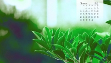 2017年3月清新绿色树叶高清护眼图片日历壁纸