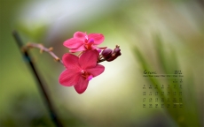 2017年4月清新植物花卉日历壁纸