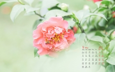 2017年5月唯美高清绿色植物花卉高清日历壁纸