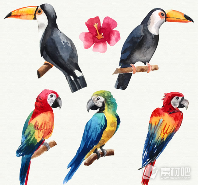 彩绘2个大嘴鸟和3个鹦鹉设计矢量素材