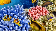 海底珊瑚鱼群图片高清桌面壁纸