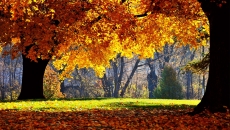 秋天树林唯美自然风景高清桌面壁纸