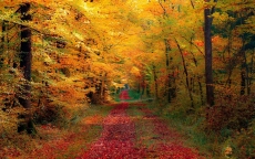 唯美意境秋天的树林高清桌面壁纸
