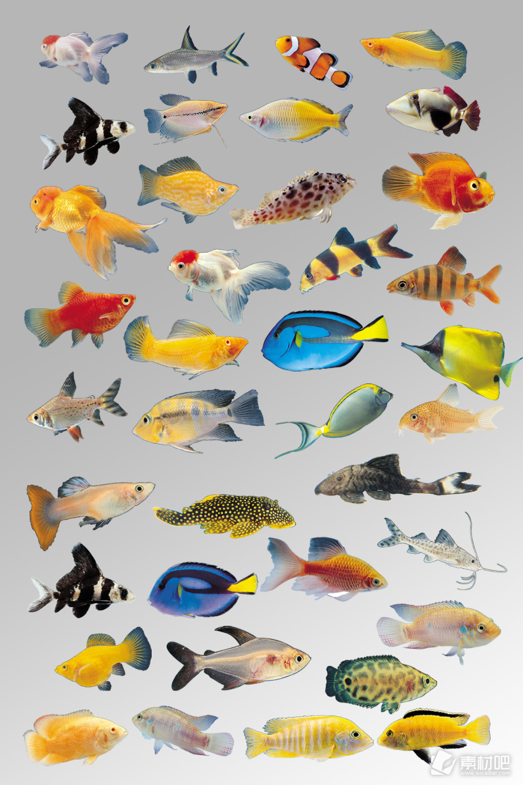 色彩斑斓鱼类海洋生物元素