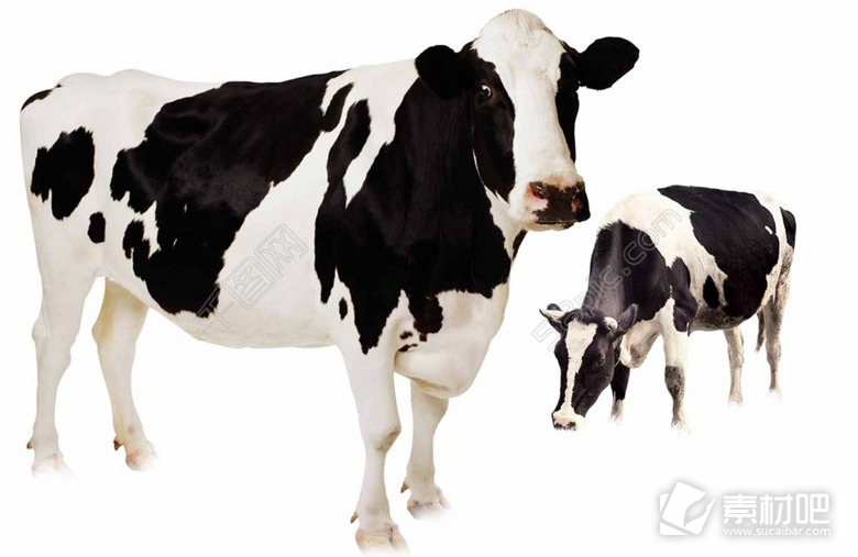 奶牛免扣PNG图片 牛