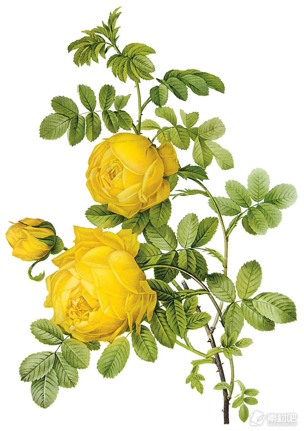 黄色花朵素材图片