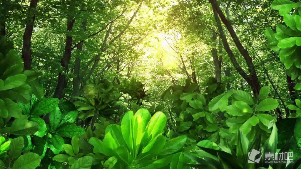 阳光穿过树林视频素材