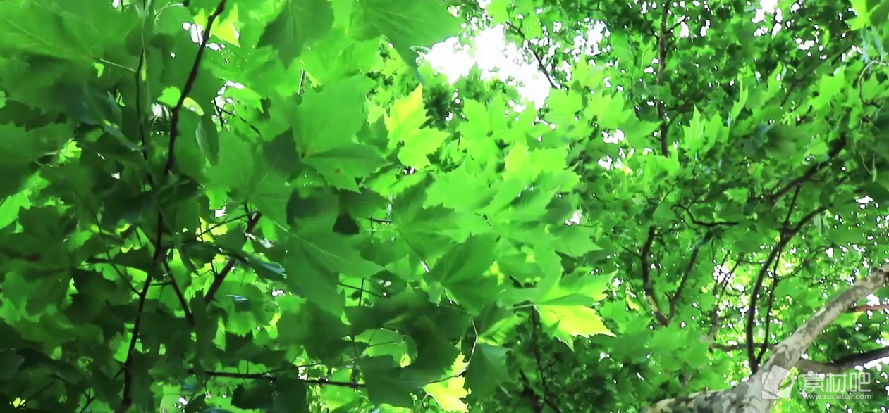 高清实拍林荫树叶间隙阳光洒下30转场素材