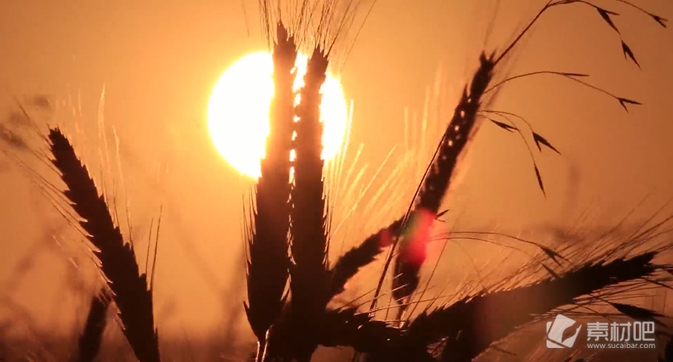 高清唯美实拍小麦太阳空镜头视频素材