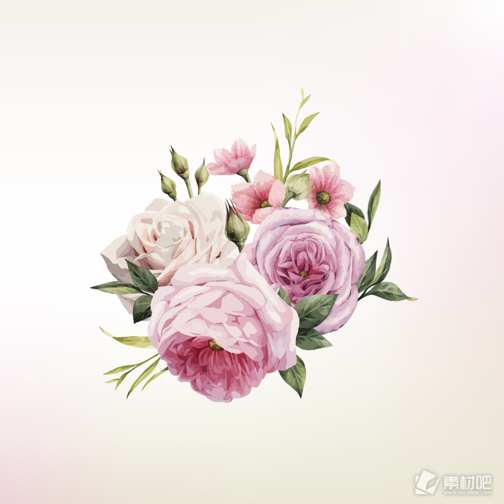 粉色唯美的蔷薇花插画