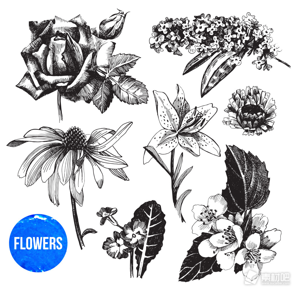 黑白手绘花卉植物插画