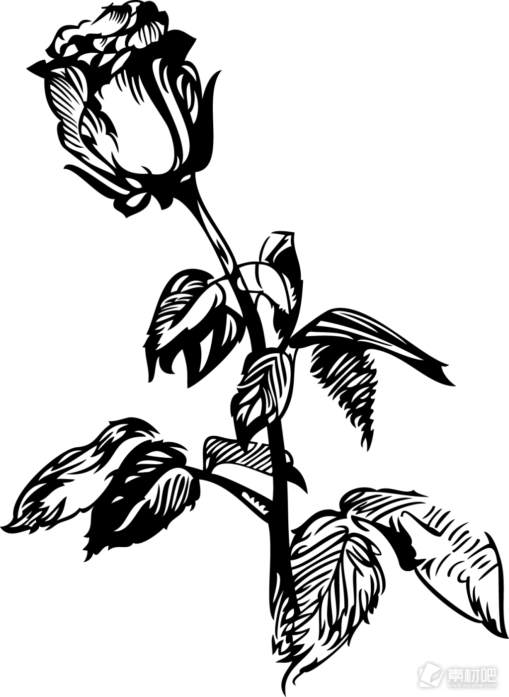 黑白手绘植物玫瑰花