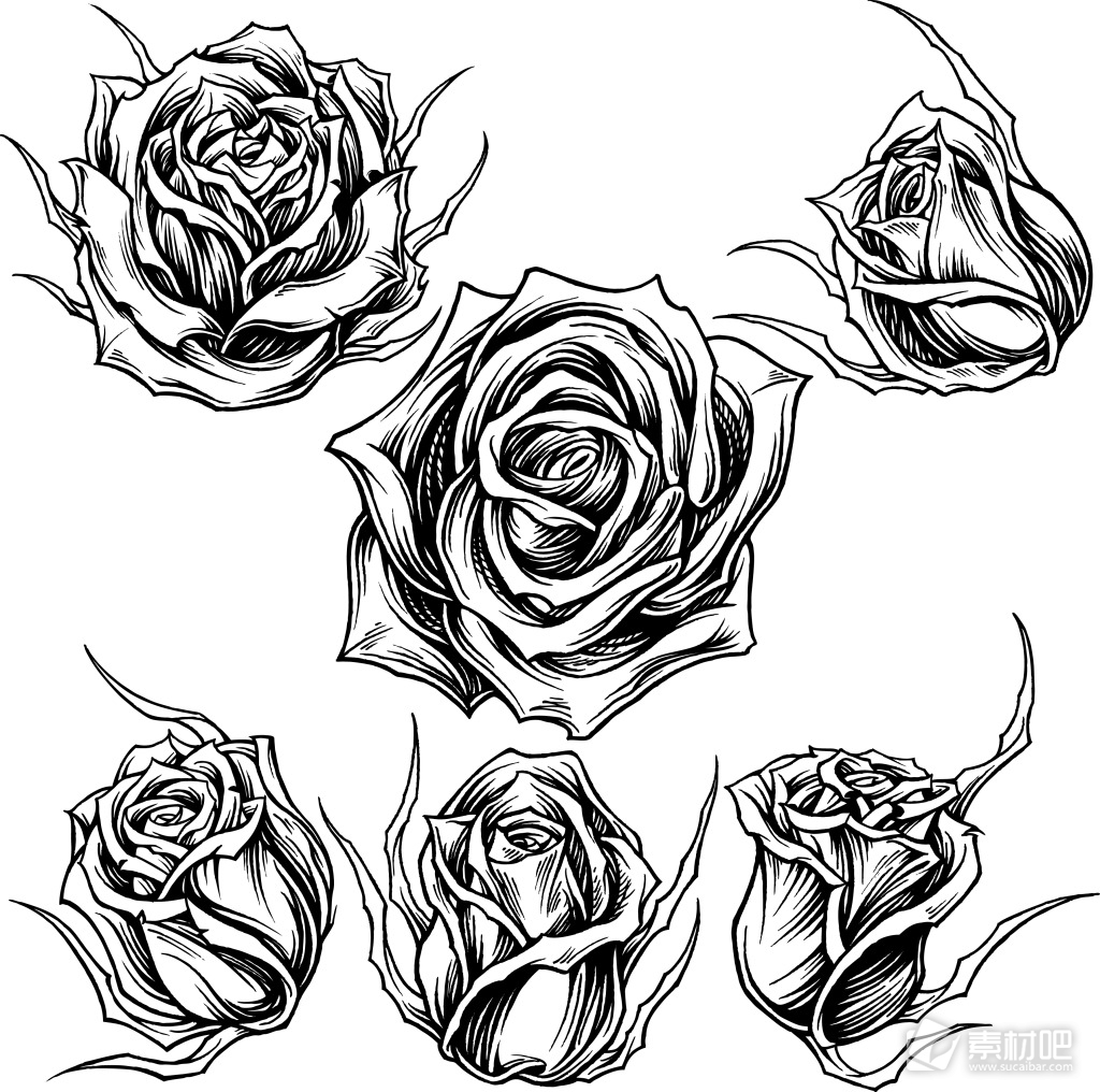 黑白手绘玫瑰花插画