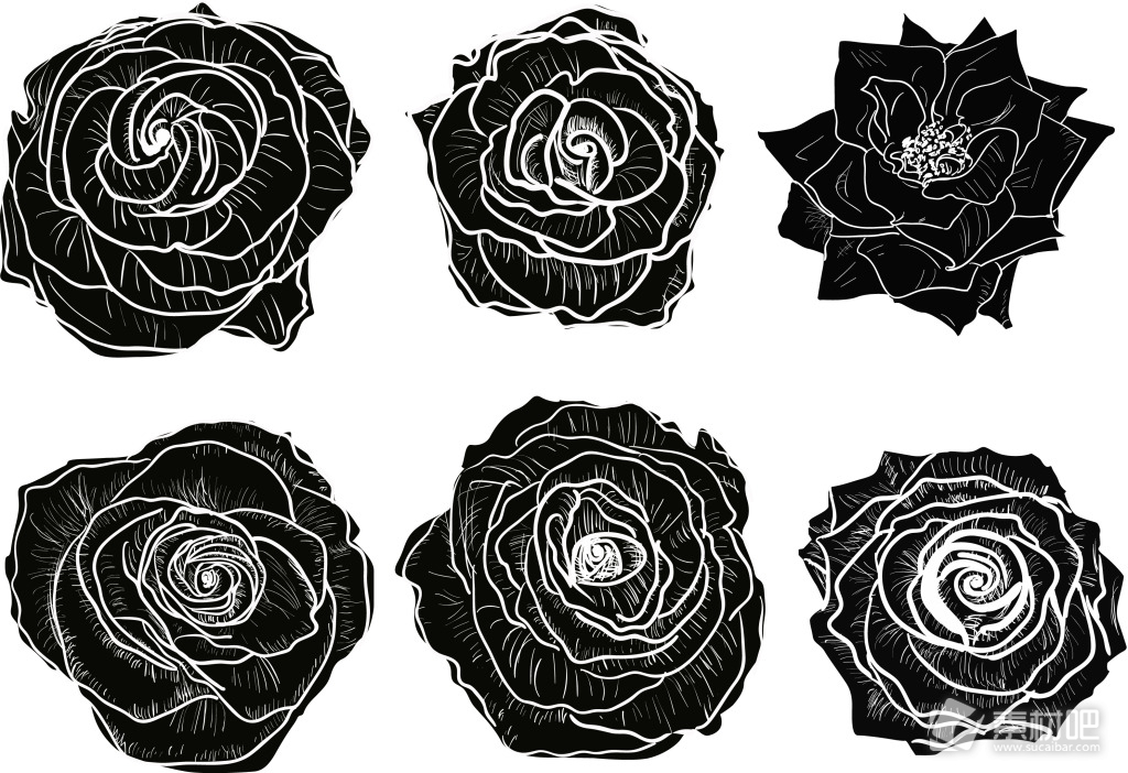 黑白艺术玫瑰花插画